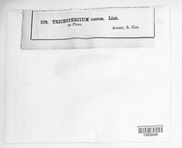 Trichothecium roseum image